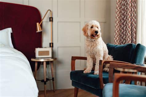 is the marriott pet friendly|Top pet.